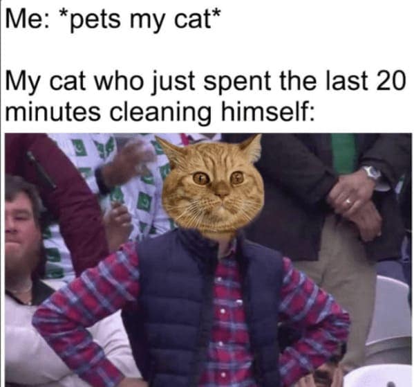 cat memes, funny cat memes, Side-splitting Cat Content, Gut-busting Cat Clips, Laugh-out-loud Cat Reels