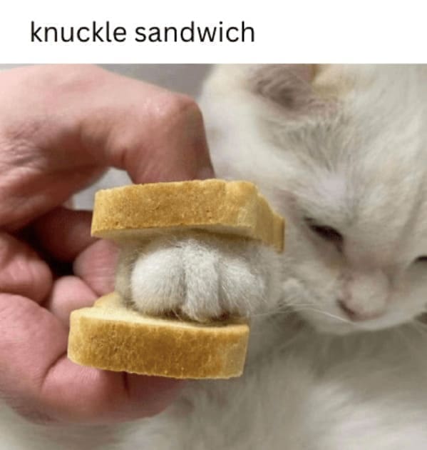 cat memes, funny cat memes, Side-splitting Cat Content, Gut-busting Cat Clips, Laugh-out-loud Cat Reels
