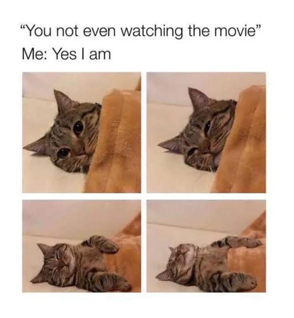 cat memes, funny cat pictures, hilarious cat pictures, funny cat photos