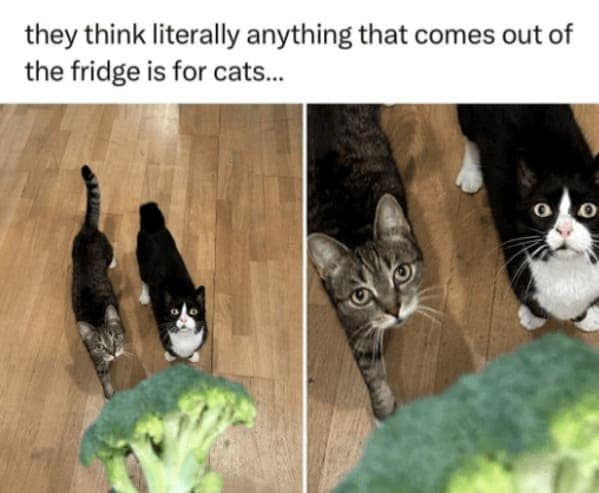 cat memes, funny cat memes, Side-splitting Cat Content, Gut-busting Cat Clips, Laugh-out-loud Cat Reels