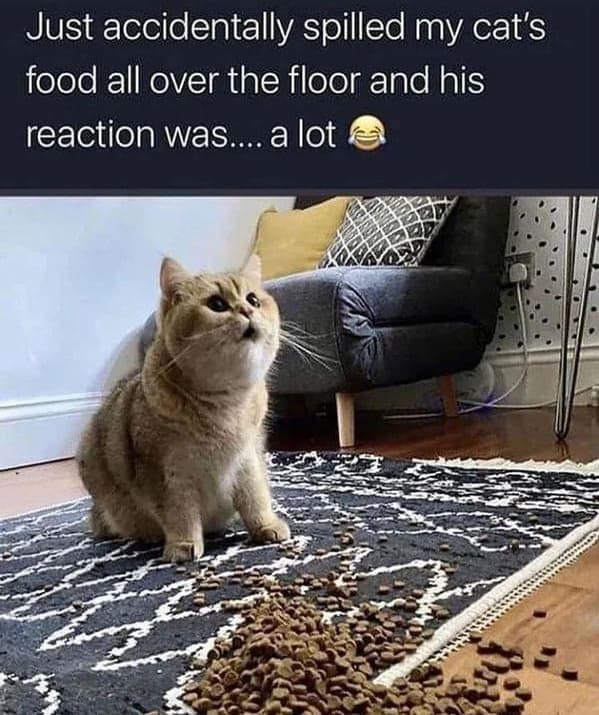 cat memes, funny cat pictures, hilarious cat pictures, funny cat photos