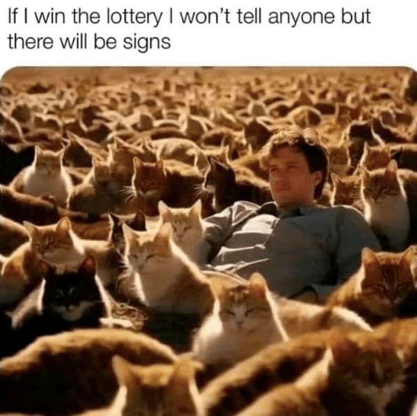 cat memes, funny cat memes, Side-splitting Cat Content, Gut-busting Cat Clips, Laugh-out-loud Cat Reels