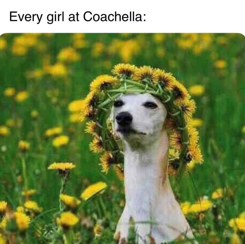 coachella 2024 memes, coachella memes 2024, coachella memes, coachella 2024, Coachella jokes, music festival humor, funny festival memes