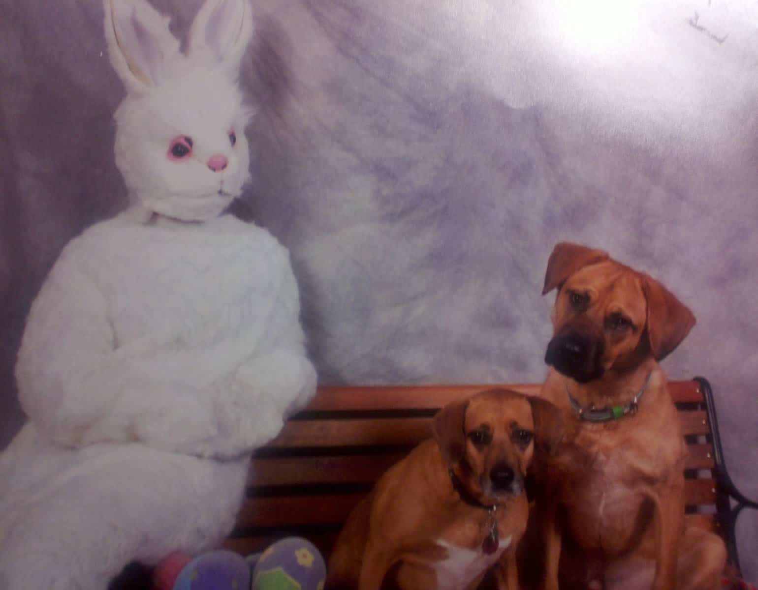 creepy easter photos, awkward family photos, unsettling Easter pictures, awkward Easter family photos, bizarre Easter traditions, Spooky Easter pics, weird Easter memories, haunting Easter childhood