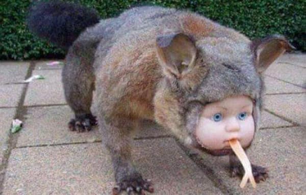 cursed images, weird photos, surreal encounters, uncanny anomalies, eerie pictures, unsettling visuals, inexplicable images