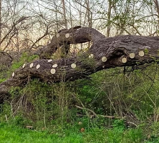 food memes, cursed food images, cursed foods, bizarre food combinations, foodie humor, relatable food memes