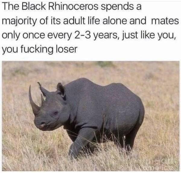 The Black Rhinoceros spends a majority of its adult life alone and mates only once every 2-3 years, just like you, you