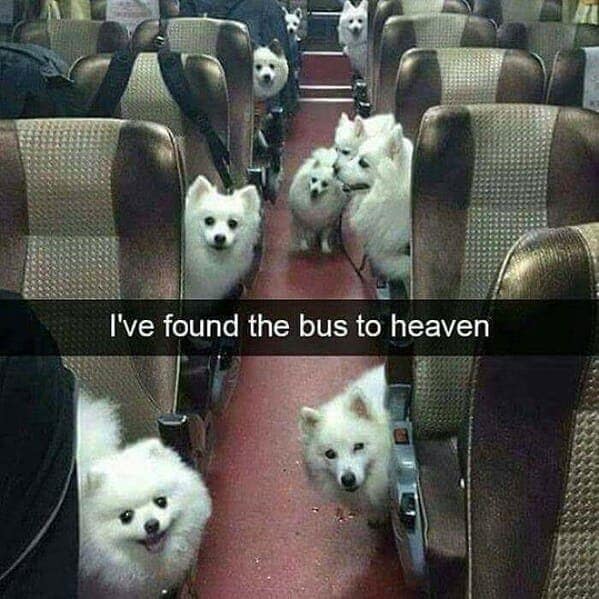 I've found the bus to heaven