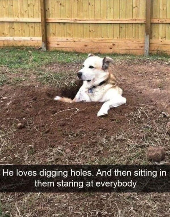 He loves digging holes. And then sitting in them staring at everybody
