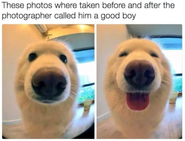 These photos where taken before and after the photographer called him a good boy