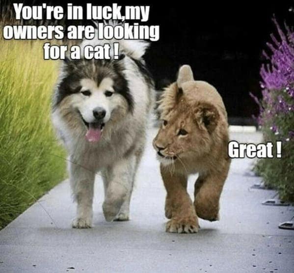 You're in luck,my owners are looking for a cat! Great !