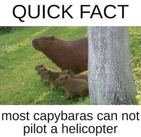 QUICK FACT most capybaras can not pilot a helicopter
