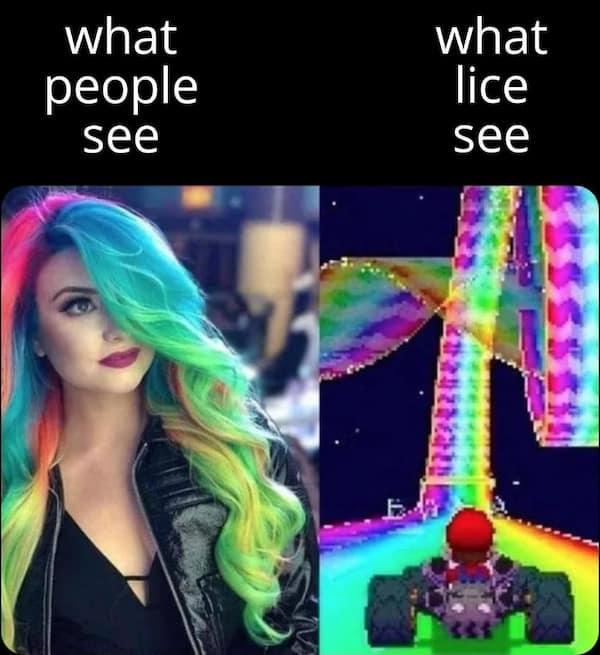 what people see what lice see