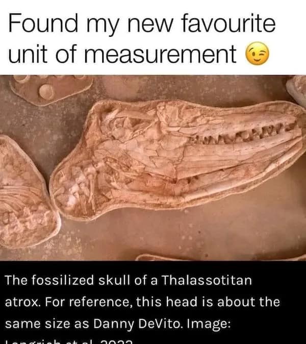 Found my new favourite unit of measurement The fossilized skull of a Thalassotitan atrox. For reference, this head is about the same size as Danny DeVito. Image: