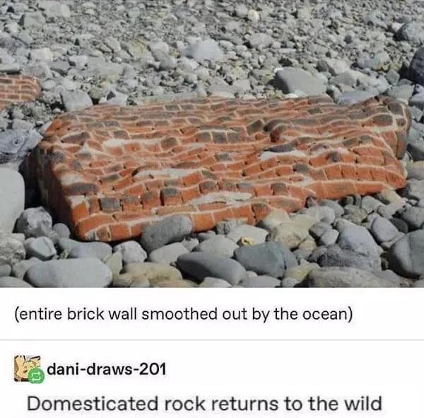 Domesticated rock returns to the wild