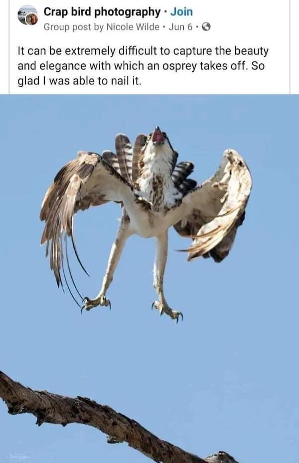 It can be extremely difficult to capture the beauty and elegance with which an osprey takes off. So glad I was able to nail it.