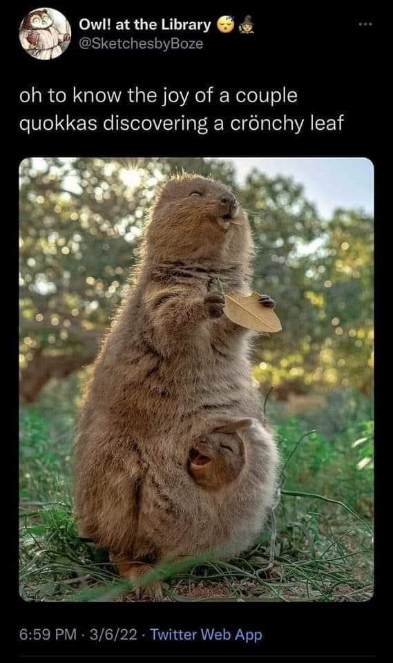 oh to know the joy of a couple quokkas discovering a crönchy leaf