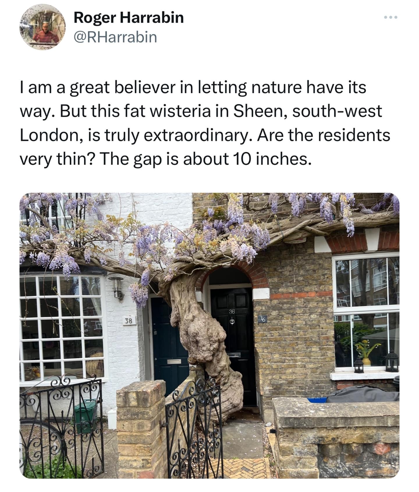 I am a great believer in letting nature have its way. But this fat wisteria in Sheen, south-west London, is truly extraordinary. Are the residents very thin? The gap is about 10 inches.