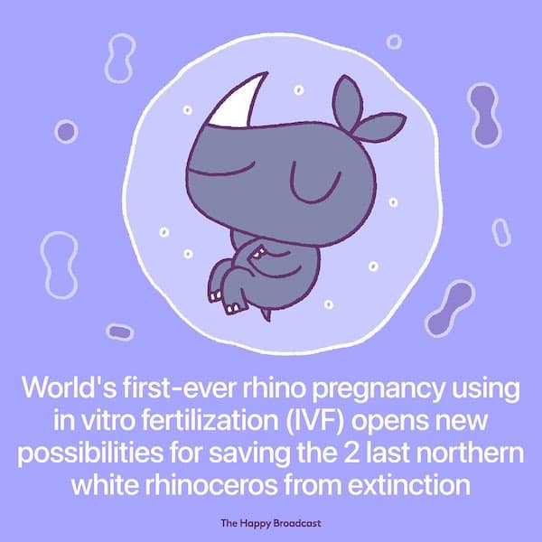 World's first-ever rhino pregnancy using in vitro fertilization (IVF) opens new possibilities for saving the 2 last northern white rhinoceros from extinction