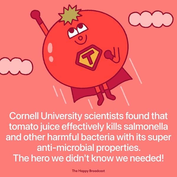 Cornell University scientists found that tomato juice effectively kills salmonella and other harmful bacteria with its super anti-microbial properties. The hero we didn't know we needed!