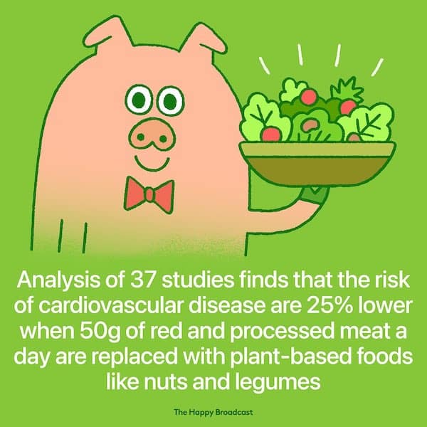 Analysis of 37 studies finds that the risk of cardiovascular disease are 25% lower when 50g of red and processed meat a day are replaced with plant-based foods like nuts and legumes