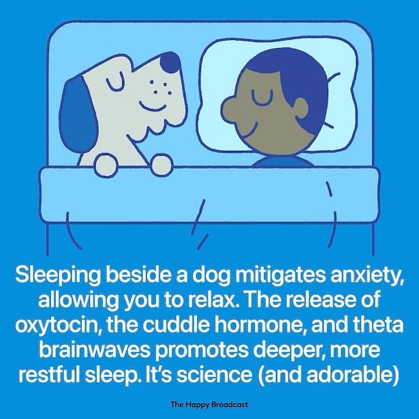 Sleeping beside a dog mitigates anxiety, allowing you to relax. The release of oxytocin, the cuddle hormone, and theta brainwaves promotes deeper, more restful sleep. It's science (and adorable)
