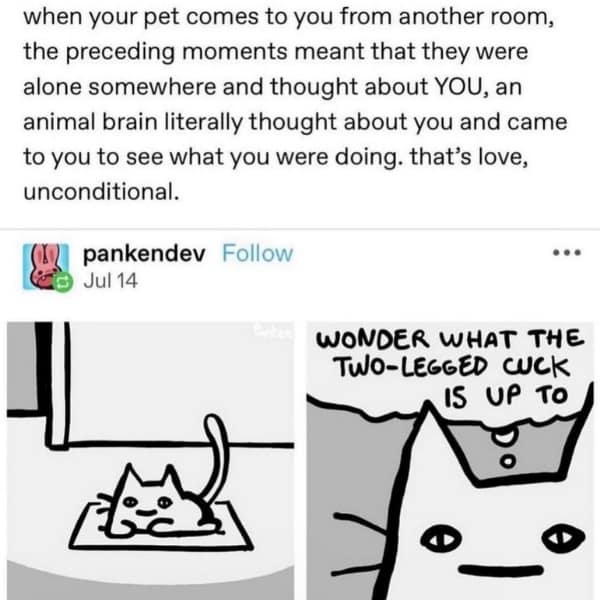 meme dump, funny memes, hilarious memes, funny tweets, meme compilation, meme gallery, dank meme