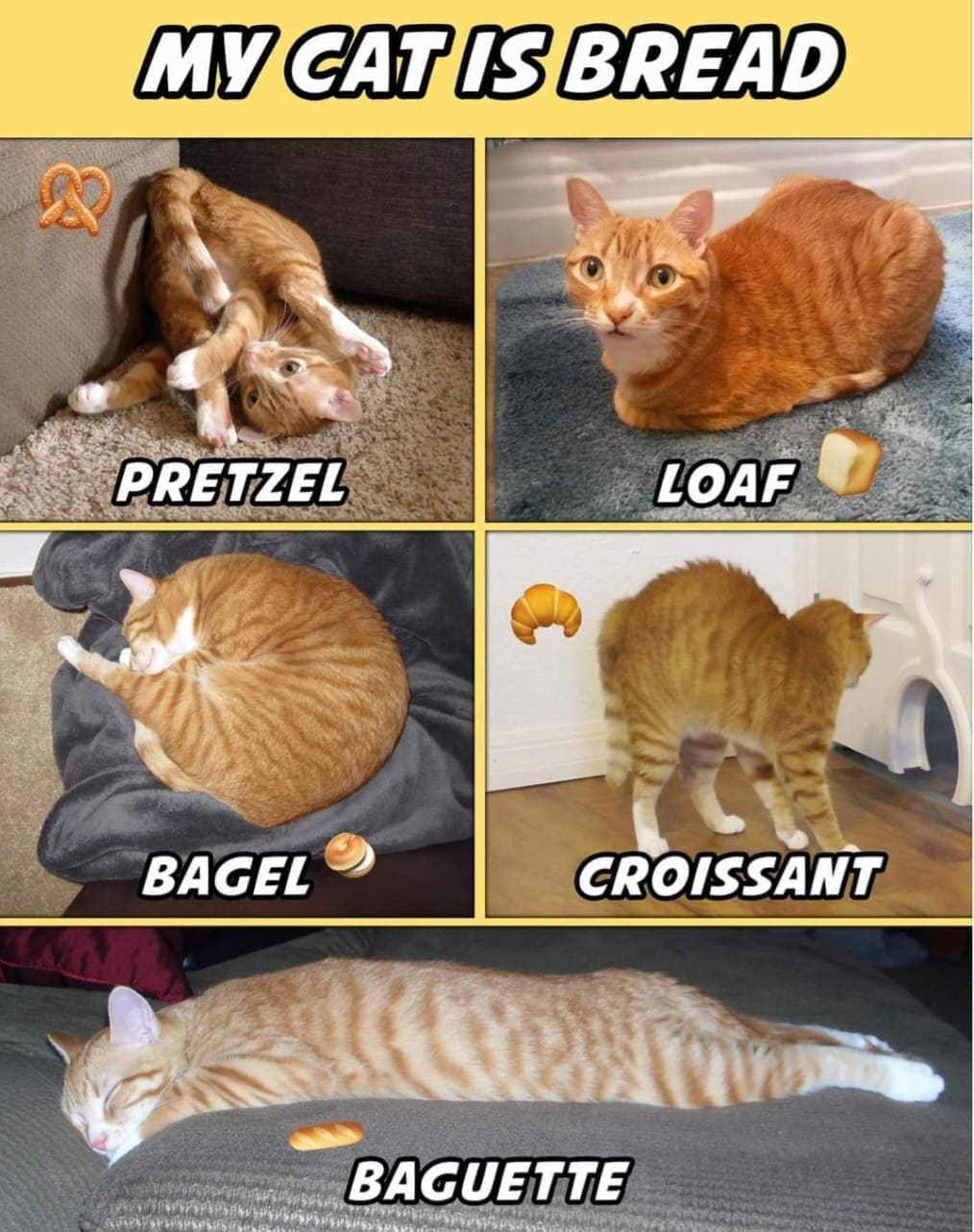 meme dump, hilarious memes, funny memes, best memes, Meme Compilation, Meme Stash Meme Gallery