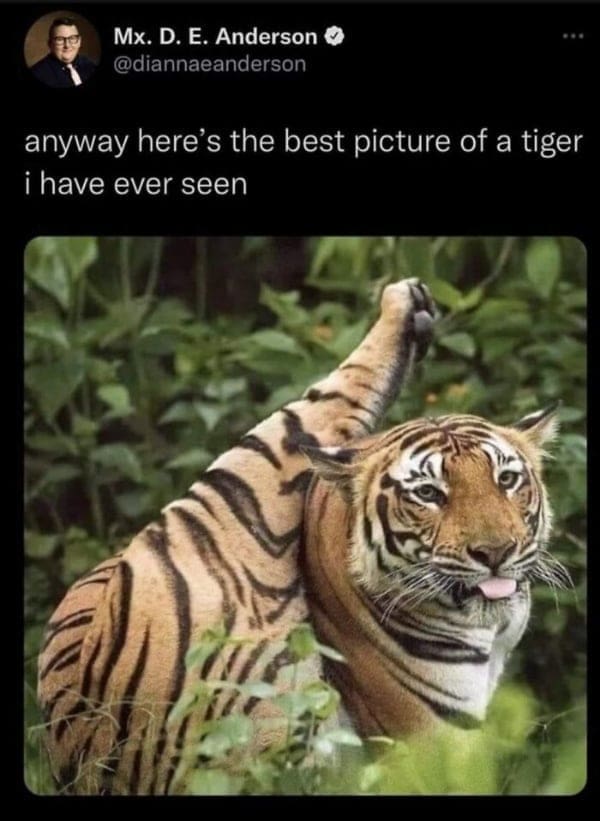 anyway here's the best picture of a tiger i have ever seen