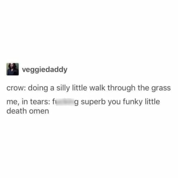 crow: doing a silly little walk through the grass me, in tears: fi g superb you funky little death omen