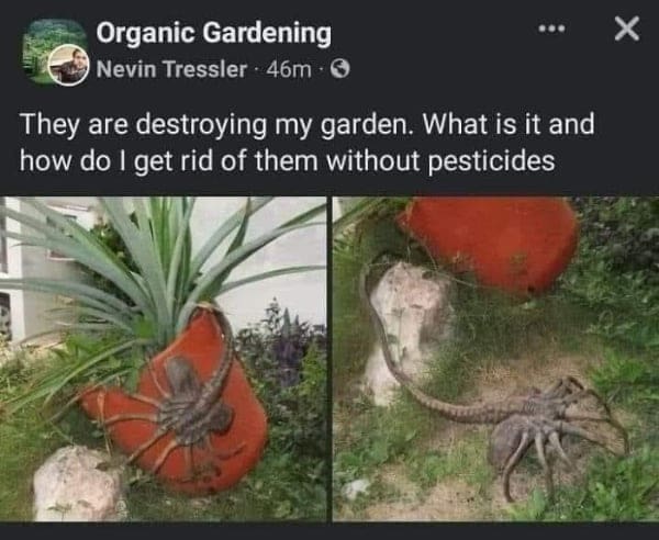 They are destroying my garden. What is it and how do I get rid of them without pesticides