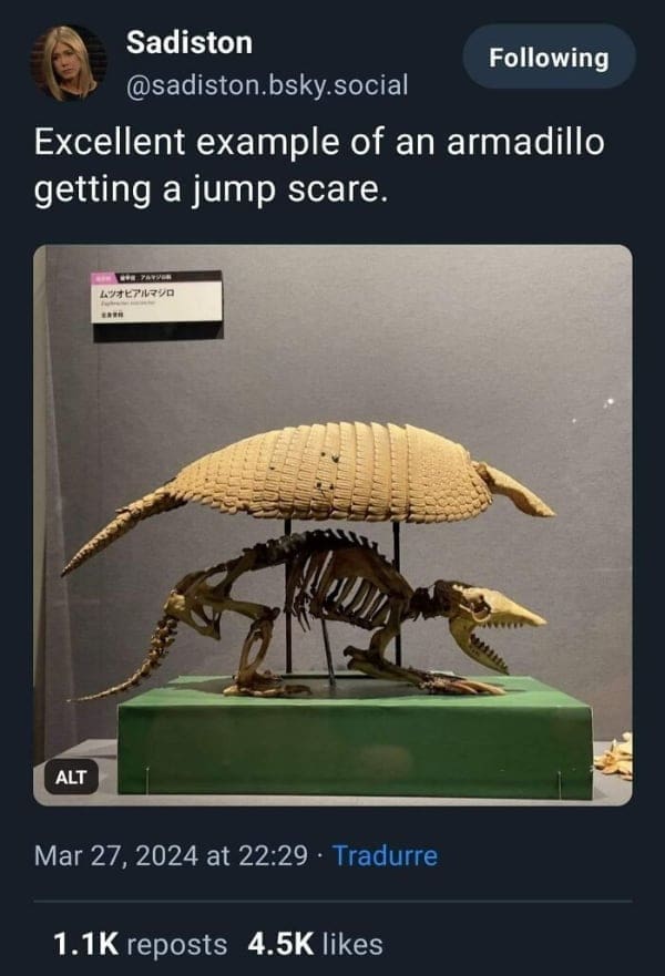 Excellent example of an armadillo getting a jump scare.