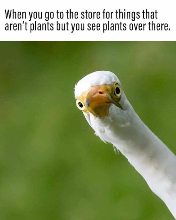 When you go to the store for things that aren't plants but you see plants over there.
