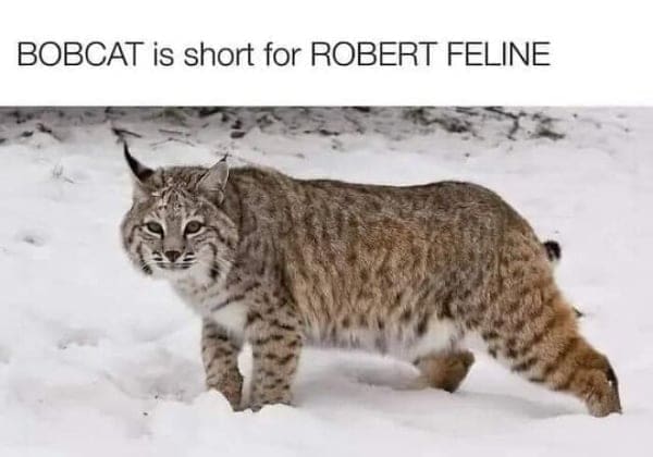 BOBCAT is short for ROBERT FELINE