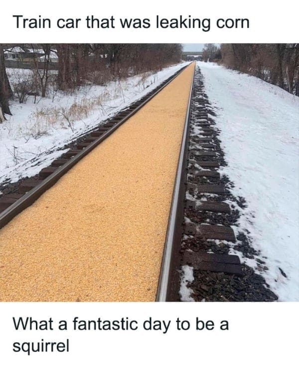 Train car that was leaking corn What a fantastic day to be a squirrel