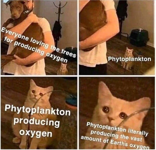 nature memes, outdoor memes, Hiking Memes, Funny Outdoor Content, Hilarious Camping Stories, Amusing Hiking Fails, Wilderness Humor, Backcountry Jokes, Forest Funnies