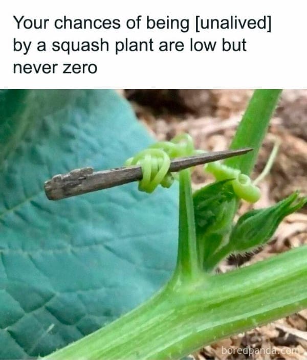 Your chances of being [unalived] by a squash plant are low but never zero