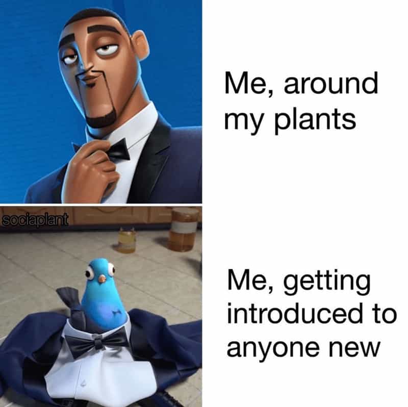 plant memes, plant parent, Plant parent jokes, Memes about houseplants