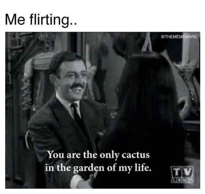 plant memes, plant parent, Plant parent jokes, Memes about houseplants