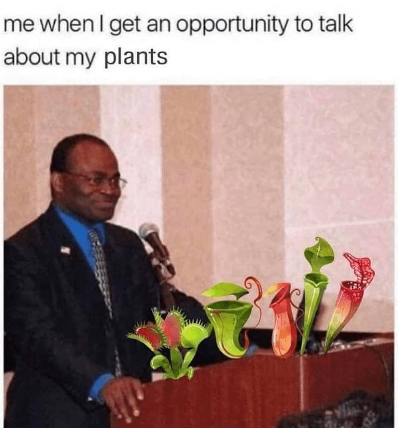 plant memes, plant parent, Plant parent jokes, Memes about houseplants