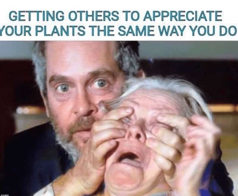 GETTING OTHERS TO APPRECIATE YOUR PLANTS THE SAME WAY YOU do