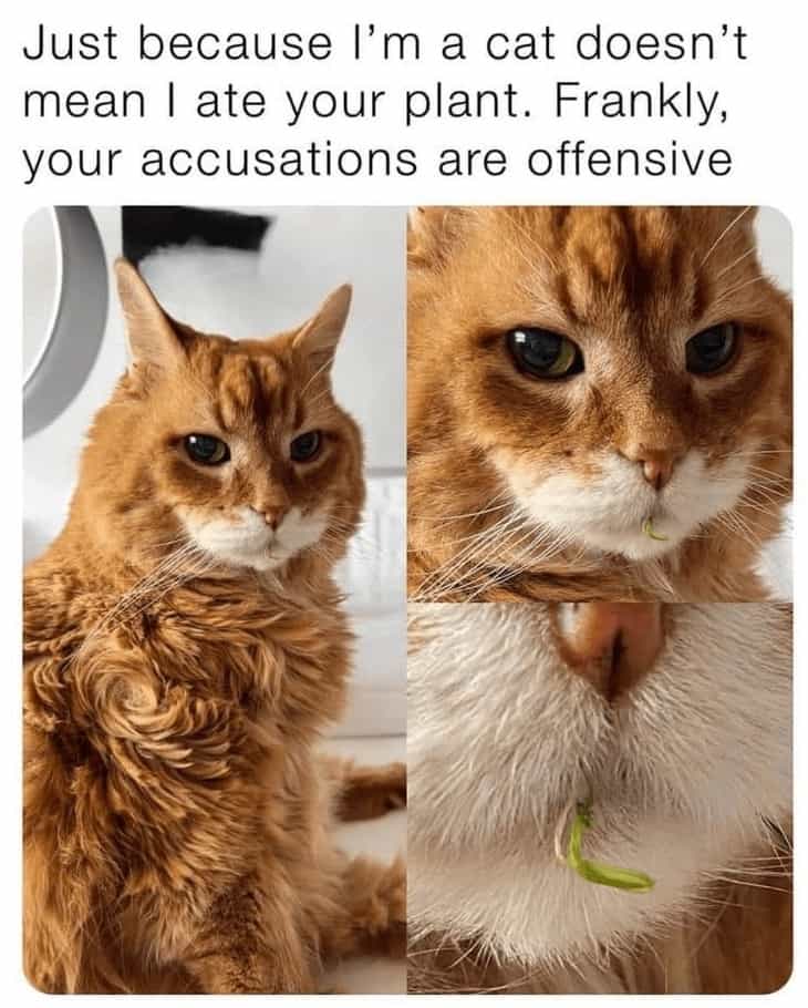 plant memes, plant parent, Plant parent jokes, Memes about houseplants