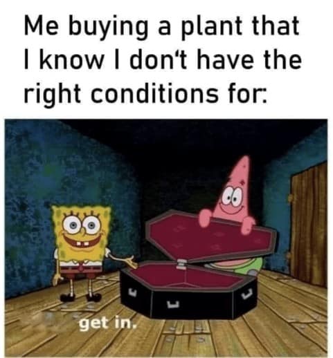 plant memes, plant parent, Plant parent jokes, Memes about houseplants