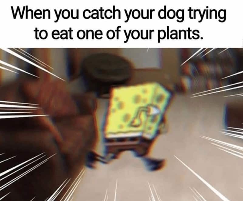 plant memes, plant parent, Plant parent jokes, Memes about houseplants