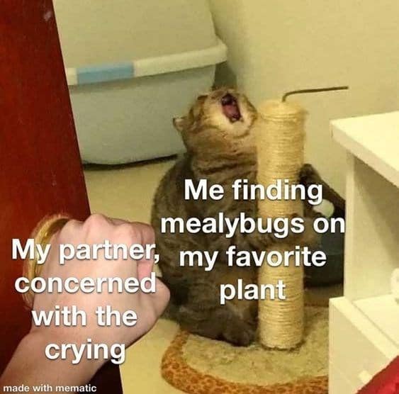 My partner, my favorite concerned plant with the crying