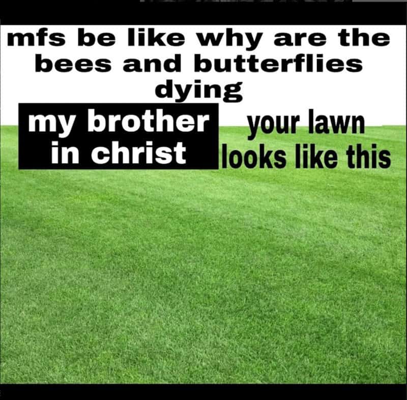 mfs be like why are the bees and butterflies dying my brother in christ your lawn looks like this