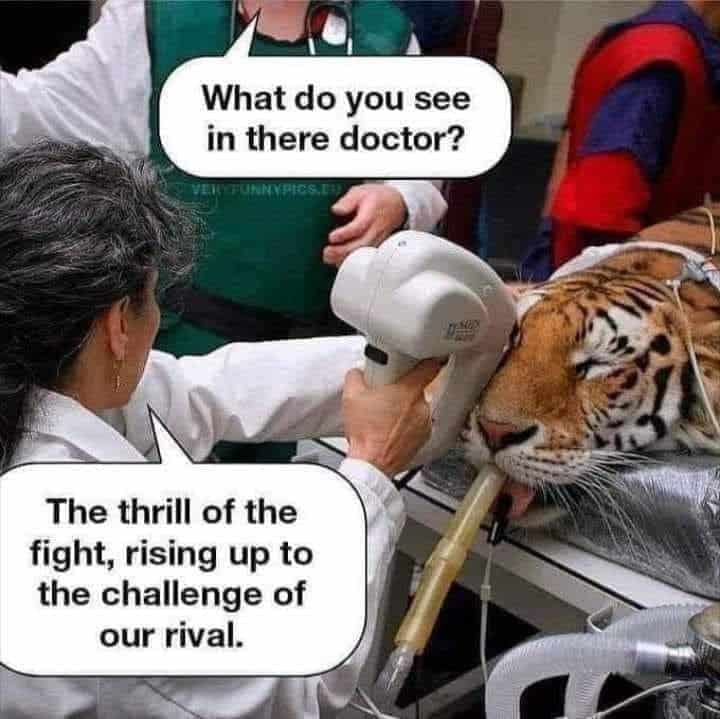 tiger memes, big cat memes, big cats memes, eye of the tiger memes, big cats memes, funny tigers