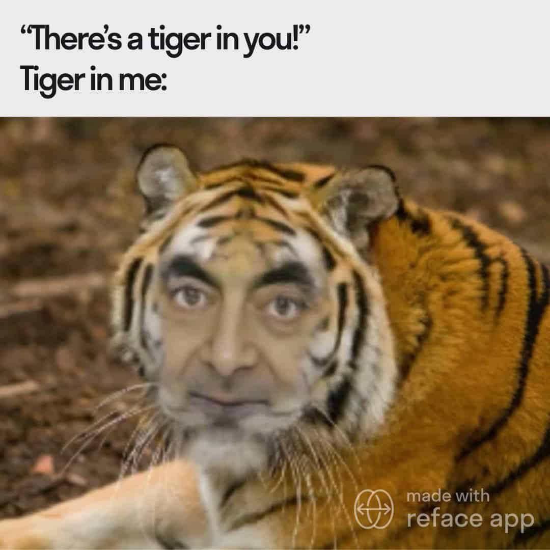tiger memes, big cat memes, big cats memes, eye of the tiger memes, big cats memes, funny tigers