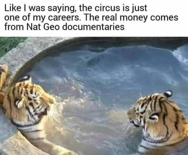 tiger memes, big cat memes, big cats memes, eye of the tiger memes, big cats memes, funny tigers