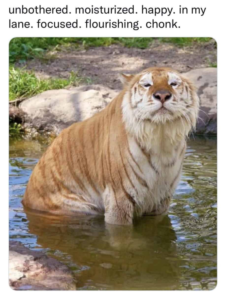 tiger memes, big cat memes, big cats memes, eye of the tiger memes, big cats memes, funny tigers